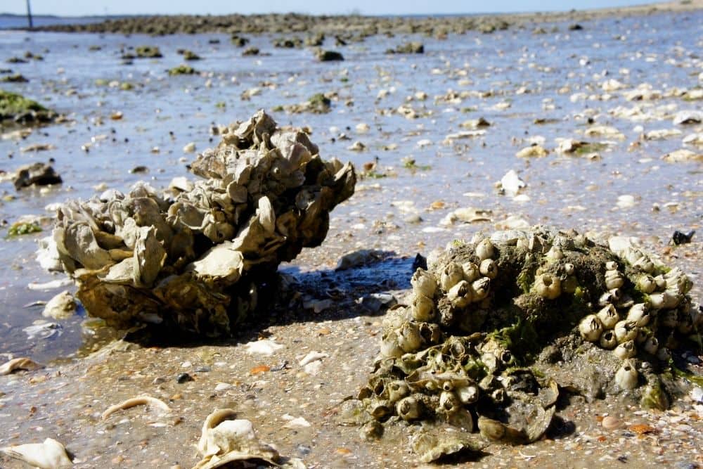 Barnacles and Oysters