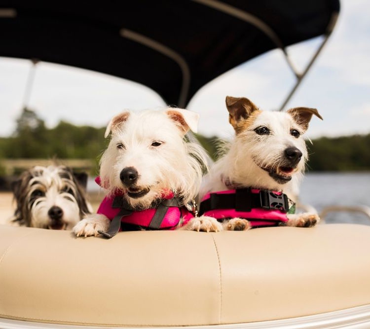 Bring the dogs on an inflatable boat