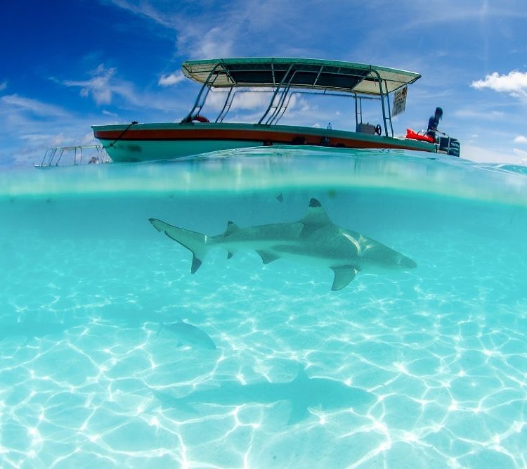 a shark swims under a boat