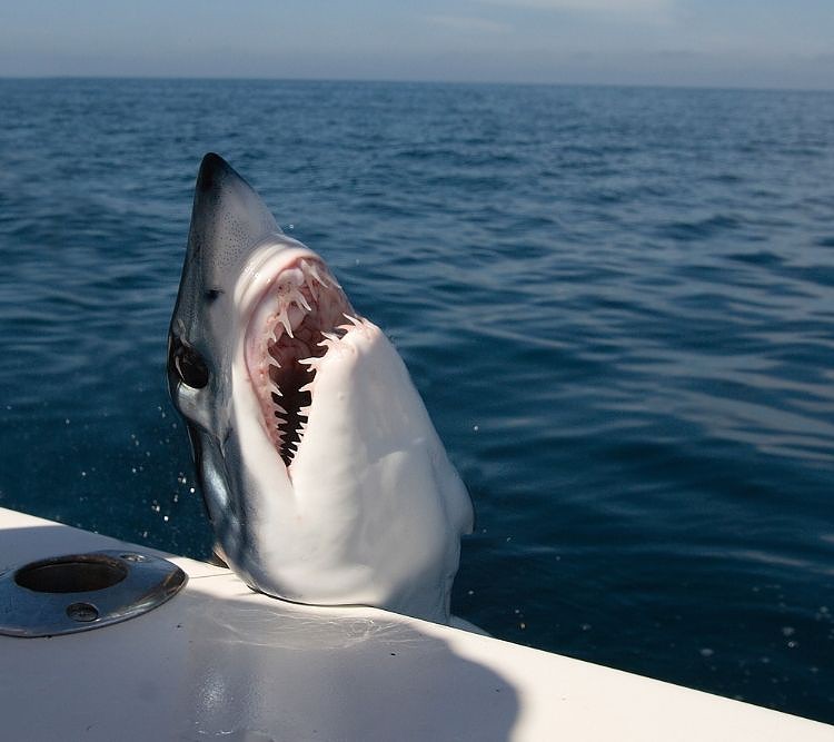 shark attacks a boat