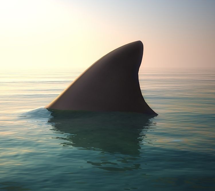 shark fin above ocean water