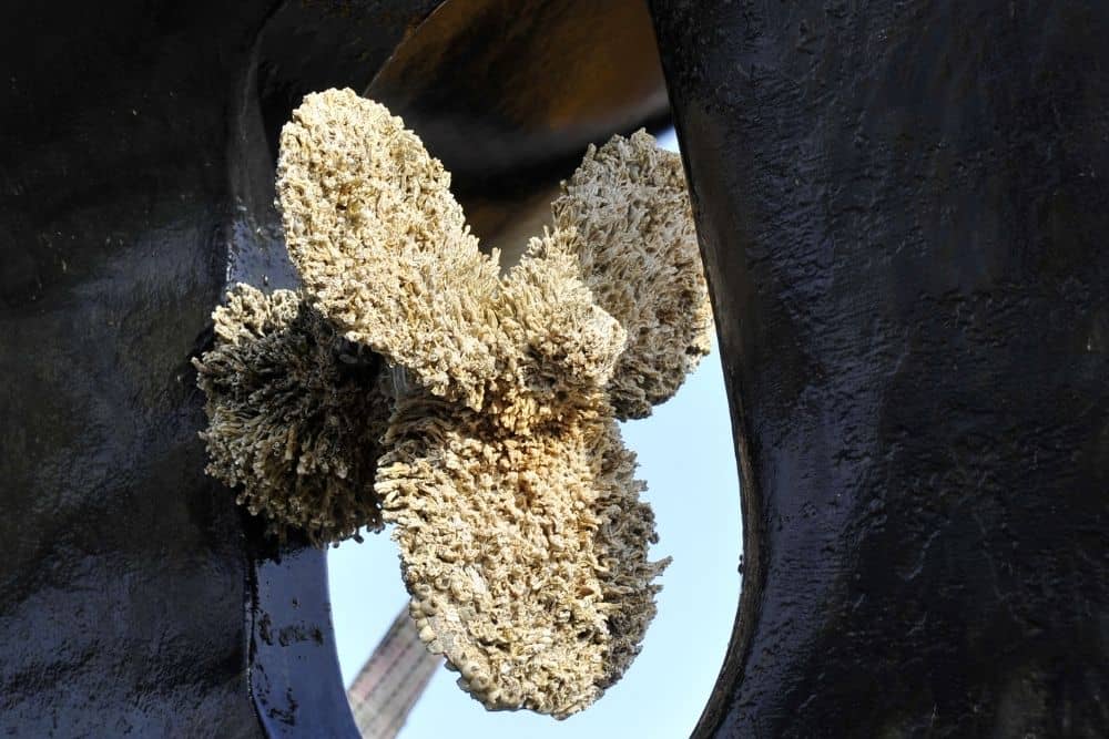 barnacles stick on a propeller